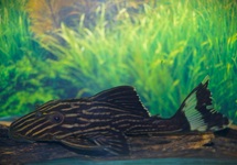 L027 TAPAJOS ROYAL PLECO