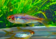 SCRATCHED INPA TETRA