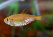 BUENOS AIRES TETRA ALBINO