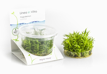 Pogostemon erectus - In Vitro Cup