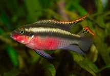 KERSENBUIKCICHLIDE ROOD