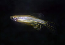 ZEBRADANIO GOUD SLUIER