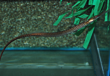 LONG-SNOUTED PIPEFISH