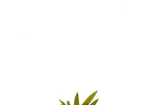 Cryptocoryne costata in pot (p5)
