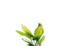 Anubias heterophylla in pot (p5)