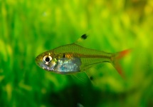 X-RAY TETRA