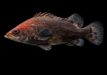 CHINESE PERCH