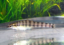 POISSON DE FOND PERU