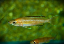 HARINGCICHLIDE MICROLEPIDOTUS KARILANI