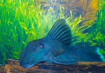 L239 BLUE PANAQUE