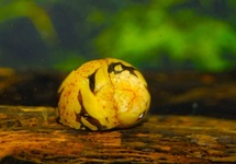 CLITHON SNAIL 