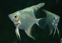 MAANVIS PLATINUM