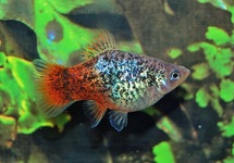 PLATY BLAUW SPOTTED REDTAIL