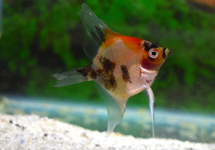 MAANVIS KOI REDCHEEK