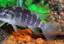 LIONHEAD CICHLID