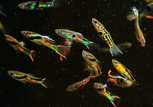 ENDLER'S GUPPY  MIX CAMPOMA (M/F)