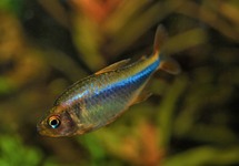 BLUEBERRY TETRA