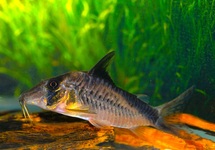 CORYDORAS SIMULATUS