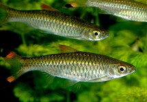 RASBORA GRANDS CISEAUX