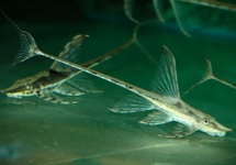 STURISOMATICHTHYS AUREUS XS