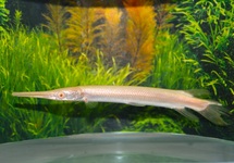LÉPISOSTÉ À PLAT ALBINO