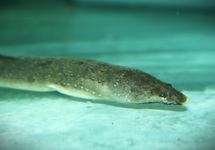 FRESHWATER SNAKE EEL