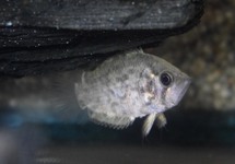 GUYANA LEAFFISH