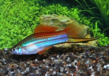 SWORDTAIL NEON