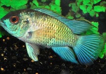 ELECTRIC BLUE ACARA