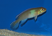 CICHLIDÉ NAIN DU CONGO BLEU