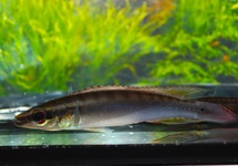 CRENICICHLA ORINOCO