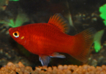 PLATY CORAIL ROUGE