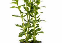 Hygrophila polysperma - PE