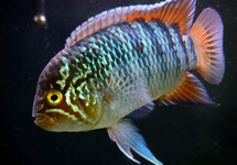 ZEBRA ACARA