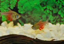 FLAME TETRA ORANGE