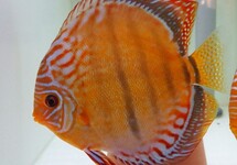 DISCUS  CURIPERA HECKEL CROSS