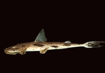 KROKODIL MEERVAL M