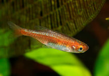 RASBORA NAIN ROUGE