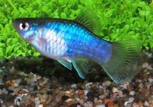 PLATY BLAU