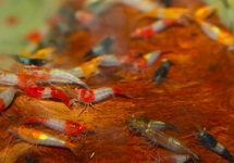 GEMISCHT DAVIDI RILI GARNELE