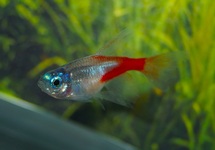 NEONTETRA DIAMOND LYERTAIL