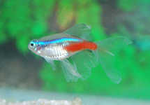 NEONTETRA SLUIER