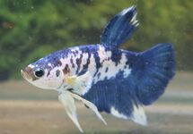 BETTA SP. PLAKAT MARBLE BLAUW MALE L