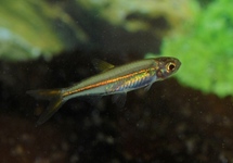 JEYLLY BEAN TETRA