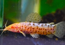 MEGALECHIS THORACATA ALBINO