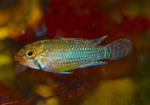 DWARF CICHLID NORBERTI