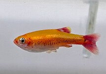 WHITE CLOUD MINNOW GOLD