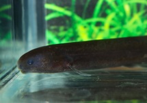 ISICHTHYS HENRYI