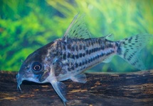 CORYDORAS (HOPLISOMA) SCHWARTZI L