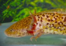 AXOLOTL KOPER